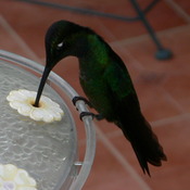 Magnificent Hummingbird
